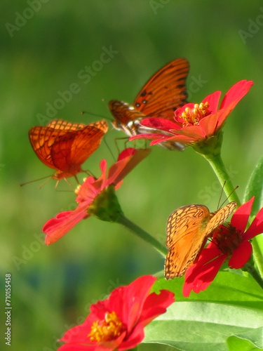 Mariposa en Oaxaca