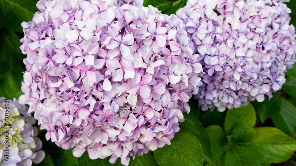 Flor de Hortensia ramo de flores arbusto florido Asturias hydrangea flower bouquet abundance Flor de Hortensia ramo de flores arbusto florido Asturias hydrangea flower bouquet abundance