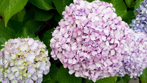 Flor de Hortensia ramo de flores arbusto florido Asturias hydrangea flower bouquet abundance