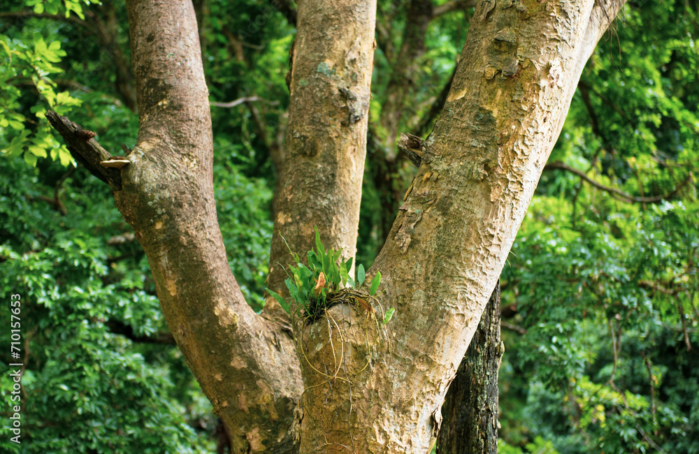 Fototapeta premium tree in the forest