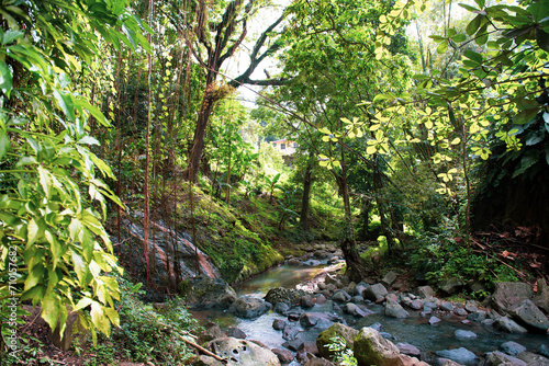 stream in the forest