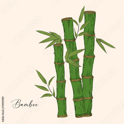 Bamboo branch with leaves vector illustration. Vertical stems with fresh green foliage on the stem, herbaceous plant in vintage style.