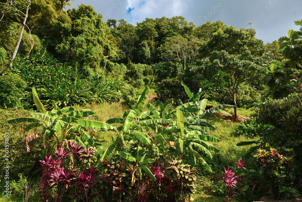 tropical garden, tropical forest tropical garden, tropical forest