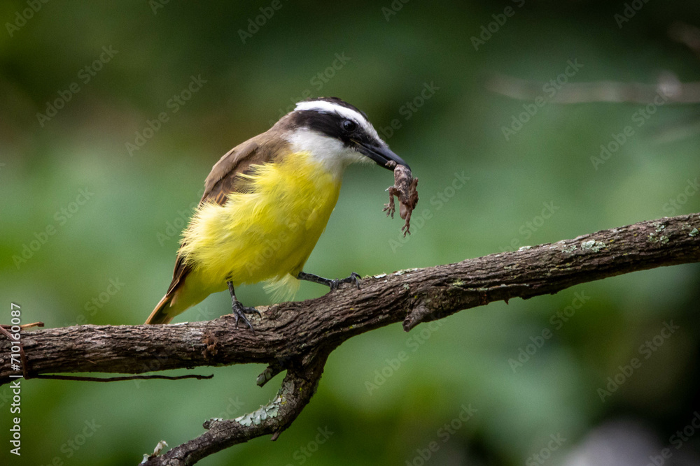 Obraz premium The Great Kiskadee also know as Bem-te-vi perched on branch eating a tropical house gecko. Species Pitangus sulphuratus. Animal world. Bird lover. Birdwatching.
