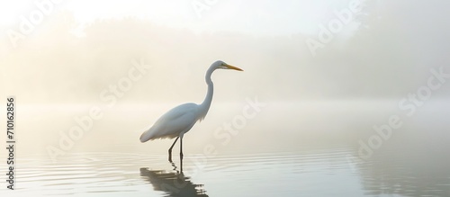 portrait of a heron on water, heron looking for prey, wildlife, generative ai