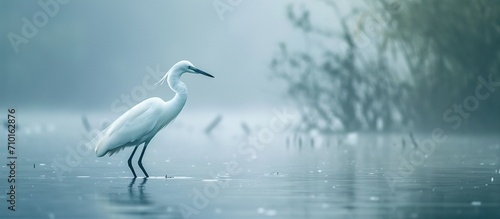 portrait of a heron on water, heron looking for prey, wildlife, generative ai