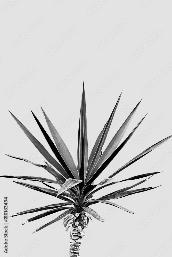 Fototapeta premium leaf on a grey background