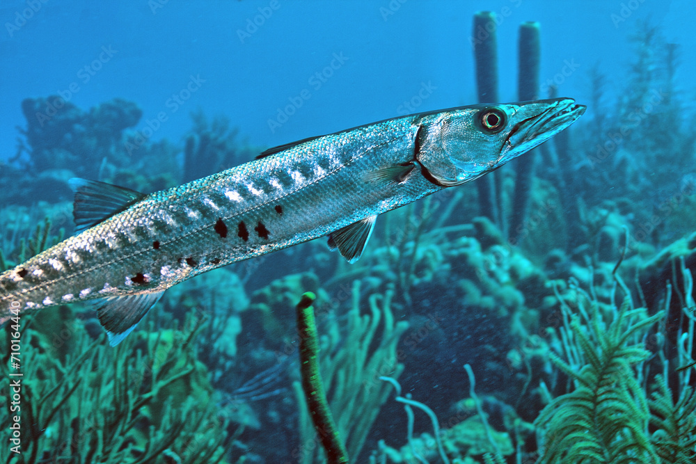 Fototapeta premium Caribbean coral garden