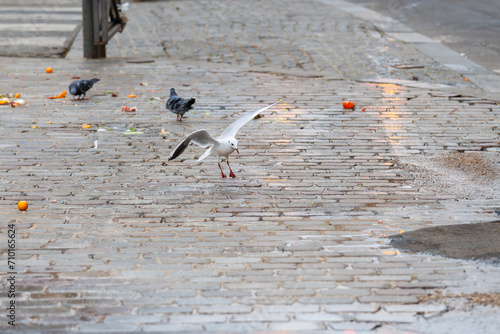 Mouette et pigeons cherchant de la nourriture à la fin d'un marché à Paris, France