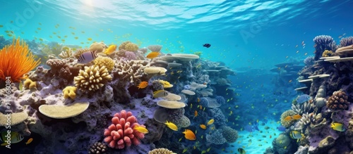 Beautiful corals in the coral reef of the Red Sea types of fish and coral reefs.