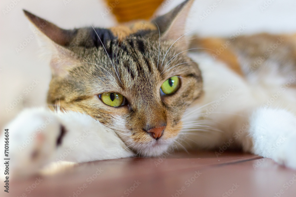 Close up of brown cat with green eyes lying on the floor.