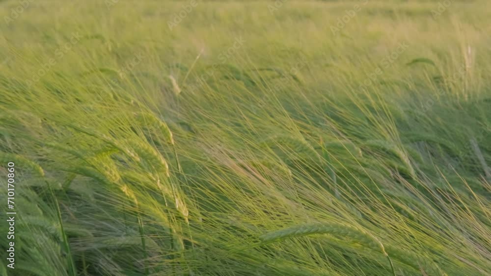 yellow, green ears of rye sway in wind in sunset rays, beautiful summer landscape, concept of rich harvest of bread, food crisis, grain import, export abroad, growing crops yellow, green ears of rye sway in wind in sunset rays, beautiful summer landscape, concept of rich harvest of bread, food crisis, grain import, export abroad, growing crops