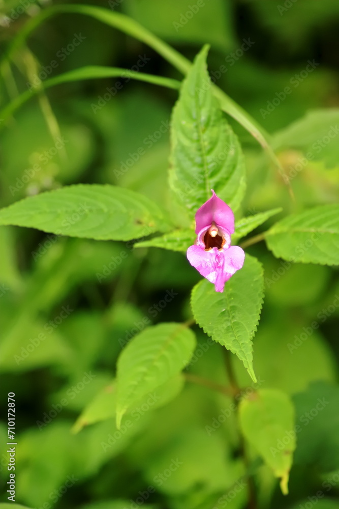 Himalayan Balsams in Nature's Embrace Himalayan Balsams in Nature's Embrace