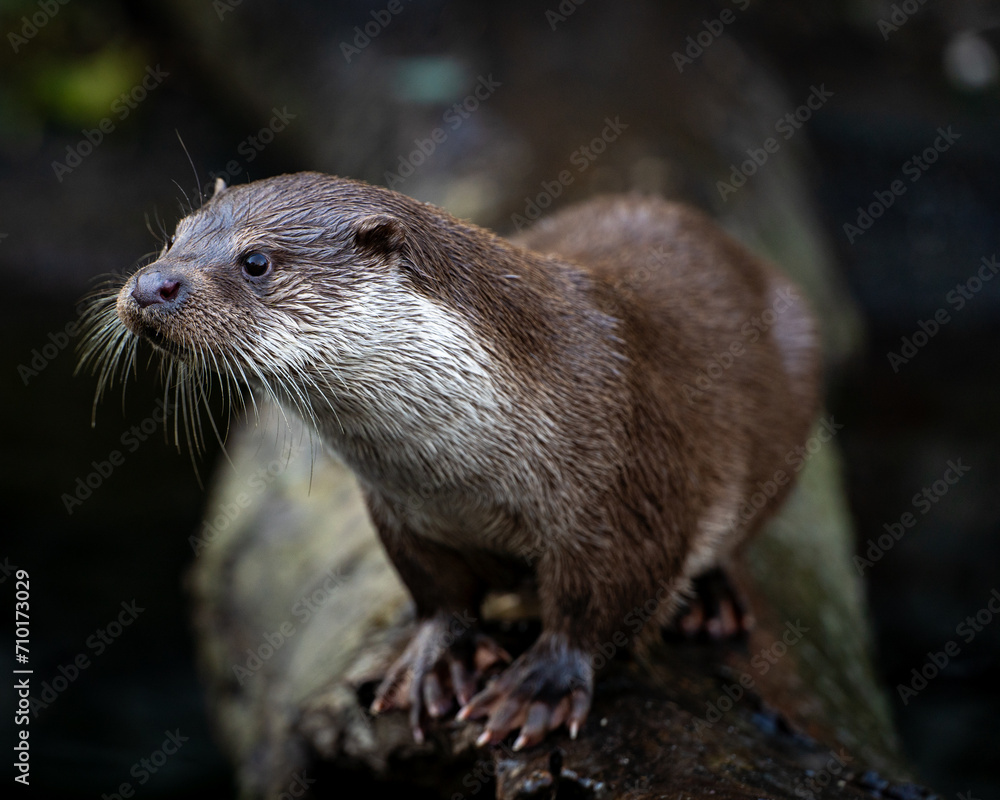 Charming brown otter in the Zoo of Rotterdam the Netherlands Charming brown otter in the Zoo of Rotterdam the Netherlands