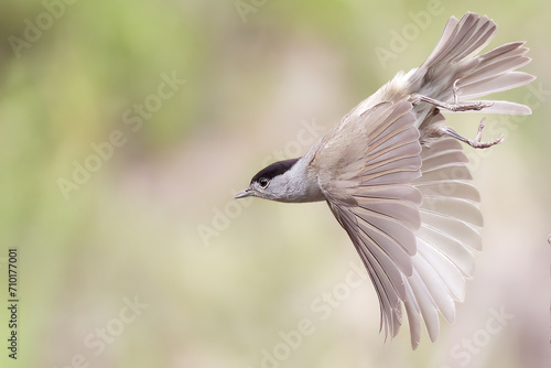An eurasian blackcap Sylvia atricapilla