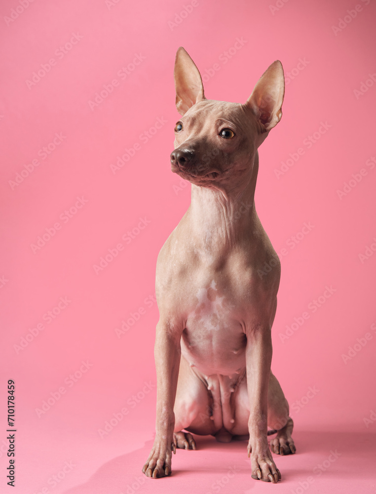 American Hairless Terrier dog poses against a blush pink backdrop, its gaze thoughtful and composed