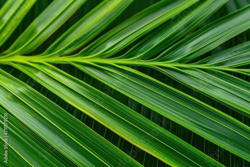 Vibrant Green Palm Leaf Texture, Nature Background © Skyfe