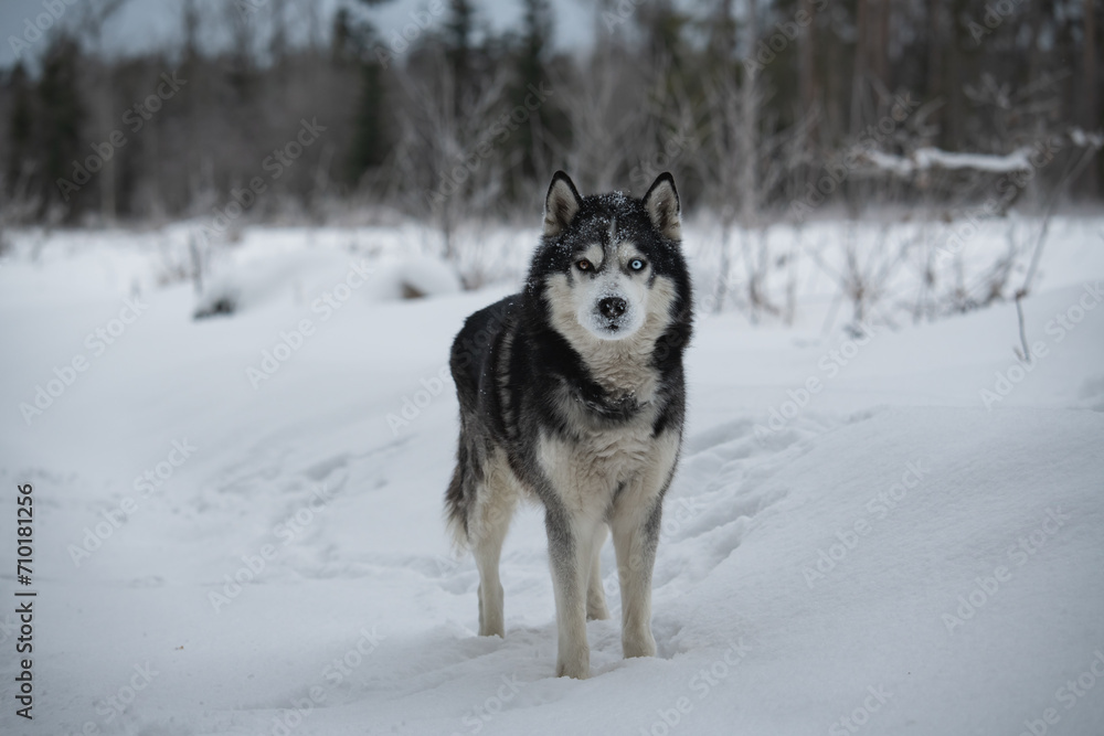 Husky dog walking ​​ in the forest in nature in winter.