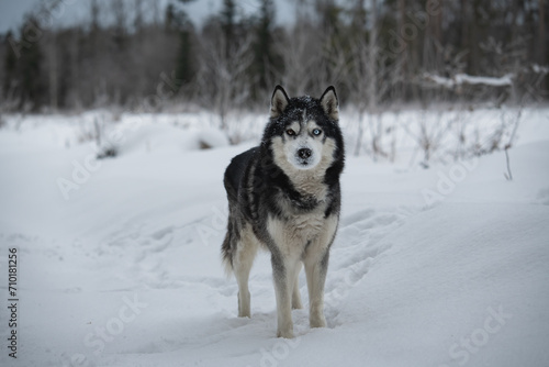 Husky dog walking        in the forest in nature in winter.