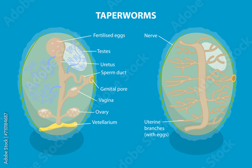 3D Isometric Flat Vector Illustration of Proglottid of Taperworm, Taenia Solium