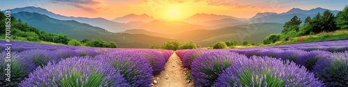 Lavender Field at Sunset with Mountain Range Panoramic View photo