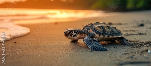 Small loggerhead turtle near ocean crawling on Costa Rican sand. photo