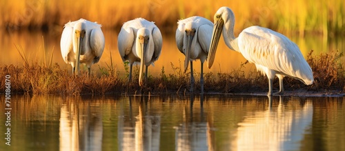 Four wood storks foraging in Huntington Beach State Park, South Carolina marsh. photo