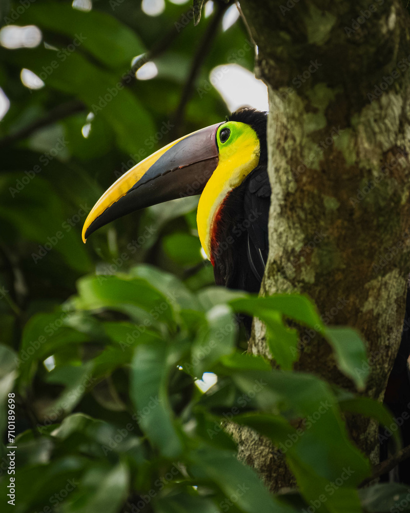 Yellow-throated toucan (Ramphastos ambiguus) Yellow-throated toucan (Ramphastos ambiguus)