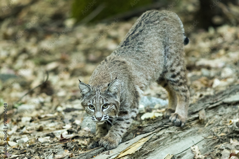 Obraz premium Bobcat Hunting in Yosemite