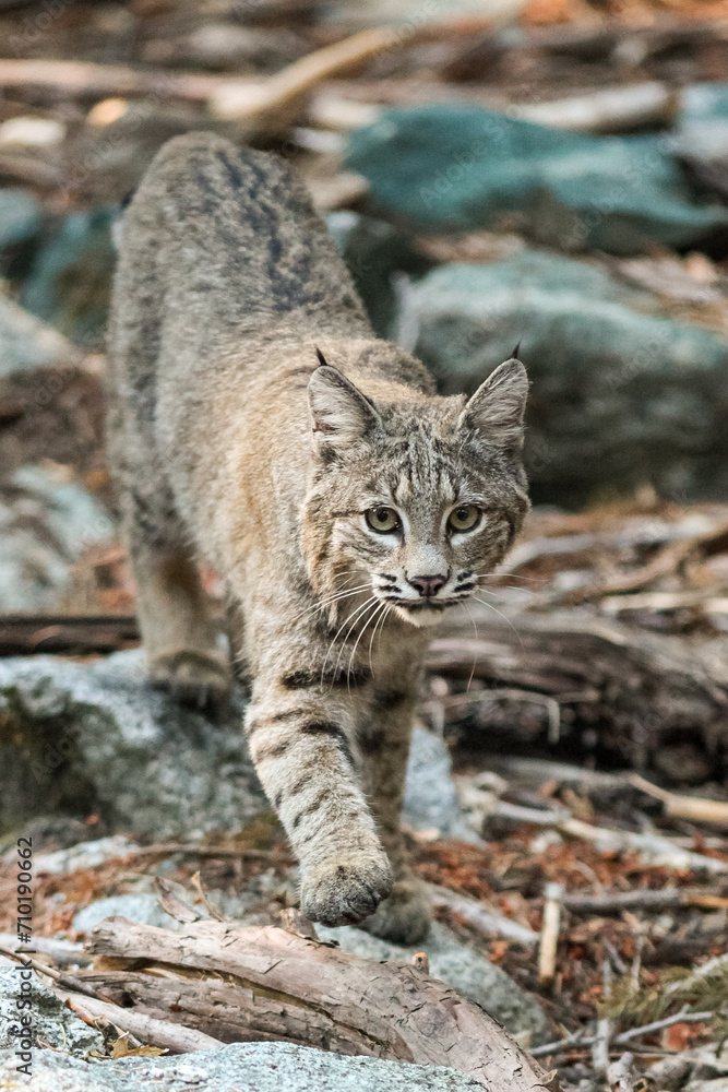 Fototapeta premium Bobcat Hunting in Yosemite