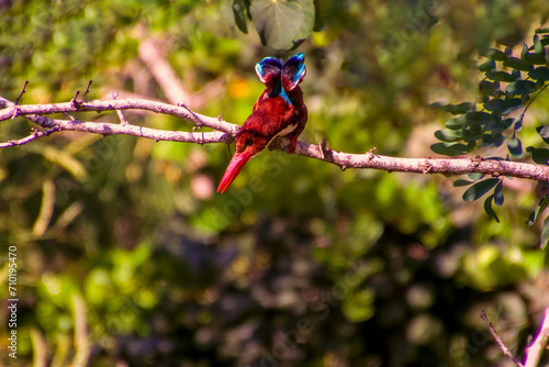 White-throated Kingfisher Halcyon smyrnensis the puffy brown and blue wings bird perching on the branch with spiky hair looks toward the photographer photo