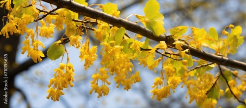 Norway maple tree's stems with small yellow flowers. © AkuAku