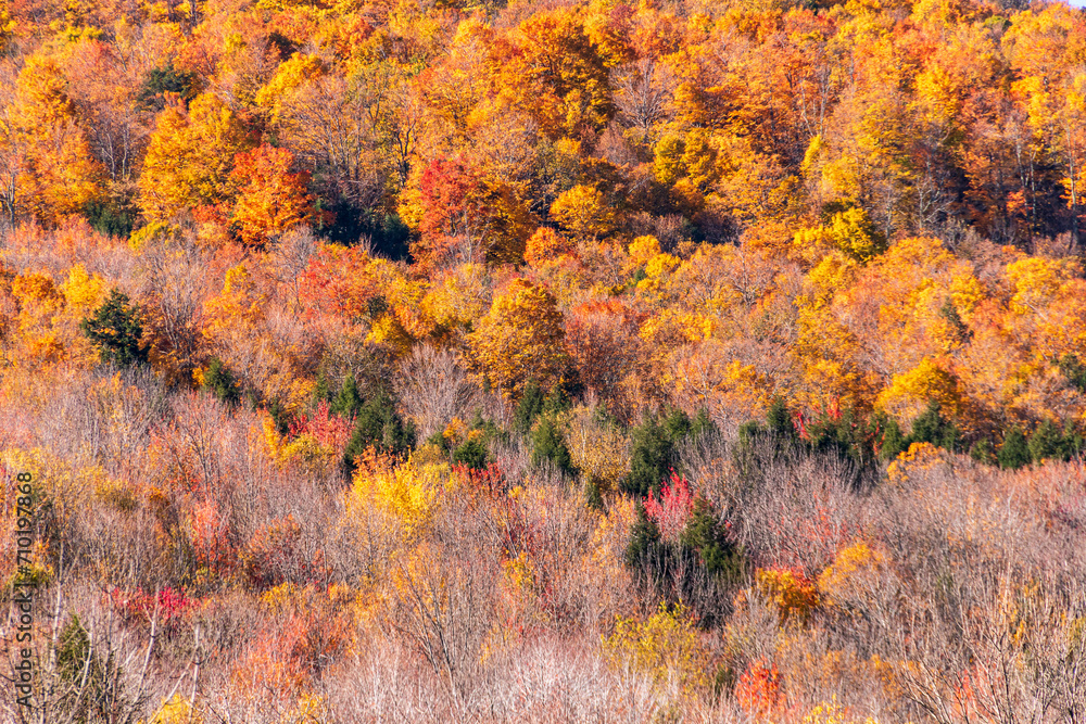 colorful and vibrant autumn foliage on the landscape of the Catskills mountains in New York State. colorful and vibrant autumn foliage on the landscape of the Catskills mountains in New York State.