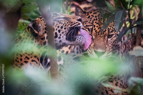 Jaguar (Panthera onca) © JuanPablo