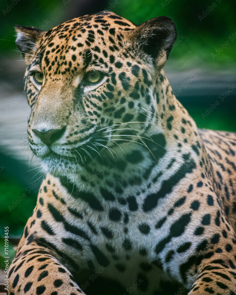 Obraz premium Jaguar (Panthera onca)