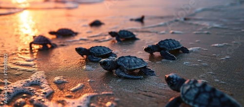 Observe the breathtaking scene of newborn turtles released into the ocean.