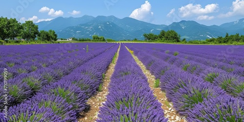 Lavender Fields with Mountain Backdrop Under Clear Skies