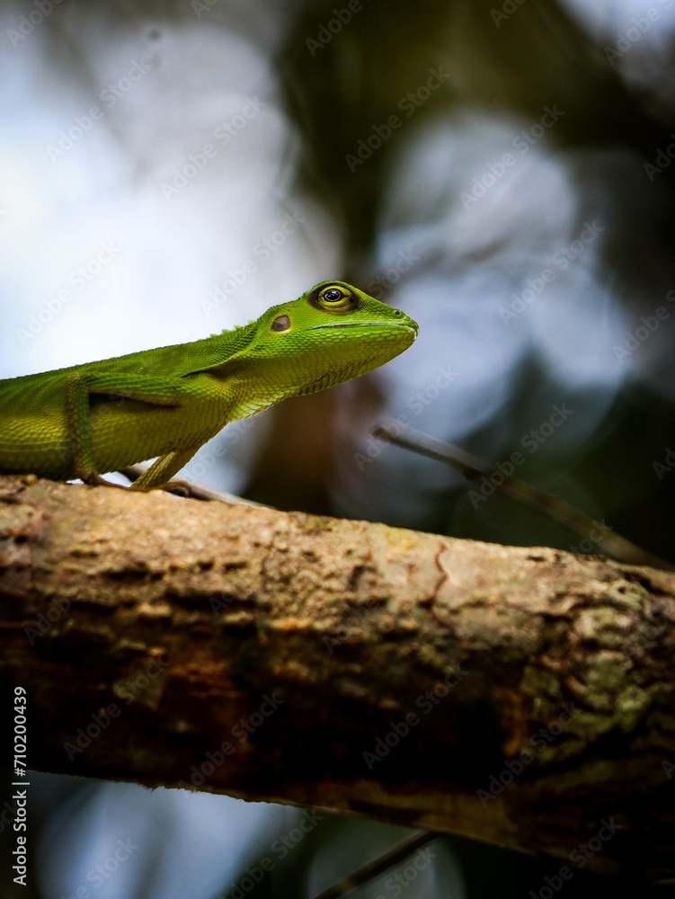 Fototapeta premium green lizard on a branch