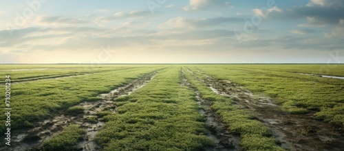 A samphire field in Friesland, Netherlands, near the Wadden sea, on marshy clay. photo