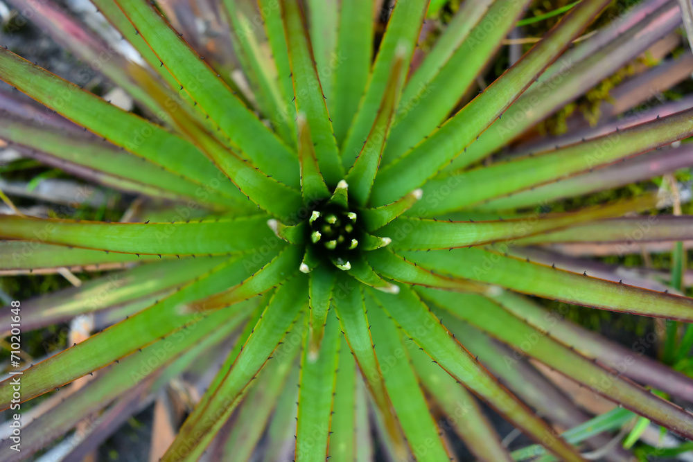 Frailejon / cactus Frailejon / cactus
