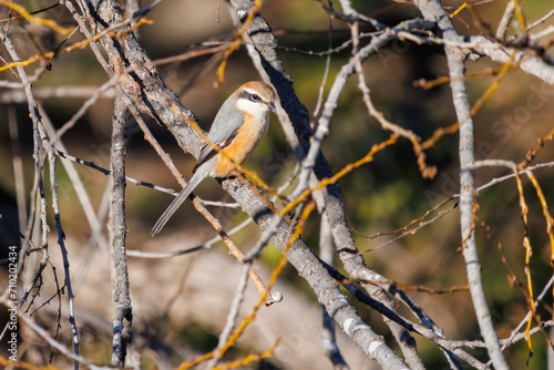 Wallpaper Mural 獲物を探すモズ（モズ科）。

日本国栃木県栃木市、渡良瀬遊水地にて。
ラムサール条約登録地。
2024年1月7日撮影。

Bull-headed shrike (Lanius bucephalus, family comprising shrike) searching for prey.

At WATARASE Retarding Basin, Tochigi, Japan,
Ramsar C Torontodigital.ca
