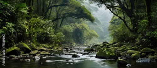 Stream in montane rainforest with high biodiversity in southern Ecuador at 1,900m elevation.
