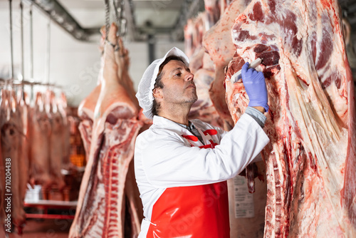 Fotografía Focused professional butcher measuring temperature of beef carcass hanging in refrigerator at meat processing plant