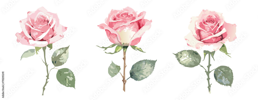Watercolour painting of pink roses Watercolour painting of pink roses