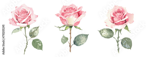 Watercolour painting of pink roses