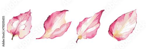 Watercolour painting of rose petals