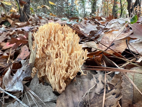 Coral Mushroom