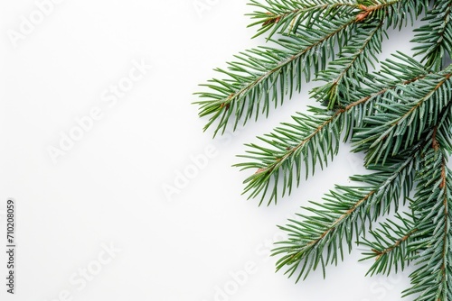 Beautiful Pine Leaf Flat Lay  Nature s Evergreen Decoration