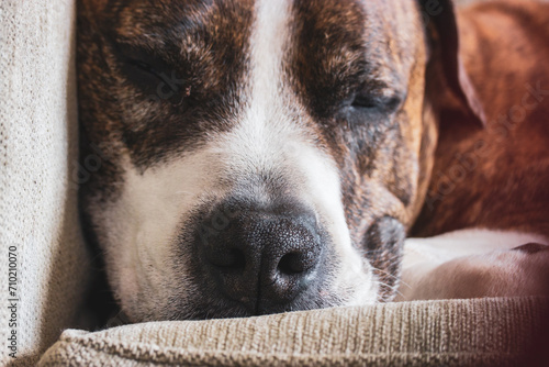 German brown boxer dog is laying on a couch. Big-sized service dog breed. A sleepy domestic animal indoors. A cute lovely canine pet muzzle close up.