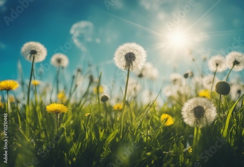 Beautiful bright natural image of fresh grass spring meadow with dandelions with blurred background